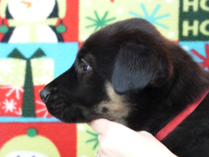 chinook puppy